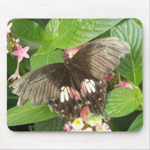 Scarlet Swallowtail Butterfly Macro Mousepad
