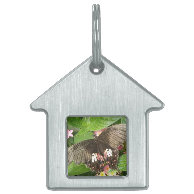 Scarlet Swallowtail Butterfly Macro Pet Tag (Front)