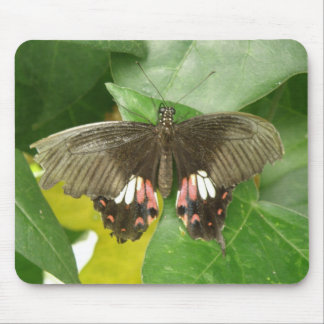 Scarlet Swallowtail Butterfly Mousepad