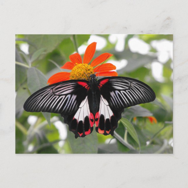 Scarlet Swallowtail Butterfly Postcard (Front)