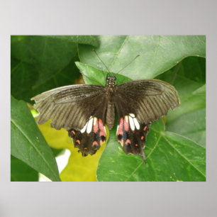 Scarlet Swallowtail Butterfly Print