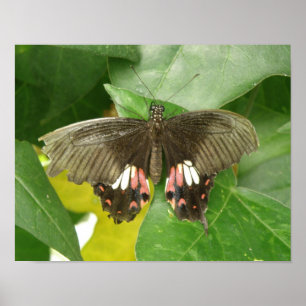 Scarlet Swallowtail Butterfly Print