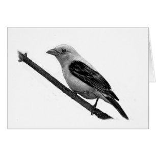 Scarlet Tanager