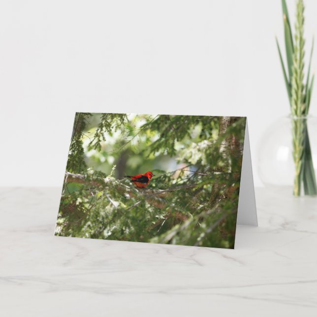 Scarlet Tanager Card (Front)