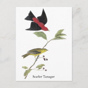 Scarlet Tanager - John James Audubon Postcard