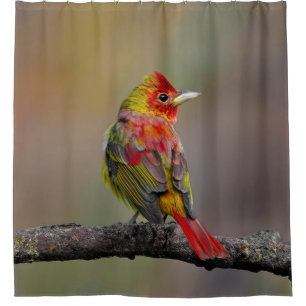 Scarlet Tanager Molting - Original Photograph