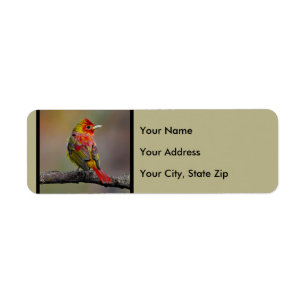 Scarlet Tanager Molting - Original Photograph