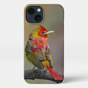 Scarlet Tanager Molting - Original Photograph iPhone 13 Case