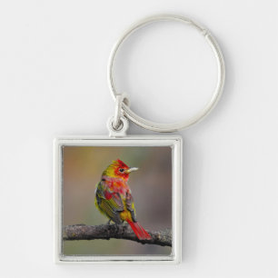 Scarlet Tanager Molting - Original Photograph Keychain