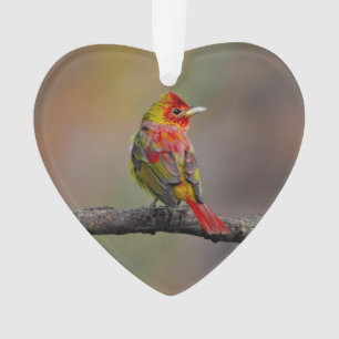 Scarlet Tanager Molting - Original Photograph Ornament