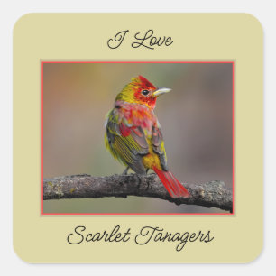Scarlet Tanager Molting - Original Photograph Square Sticker