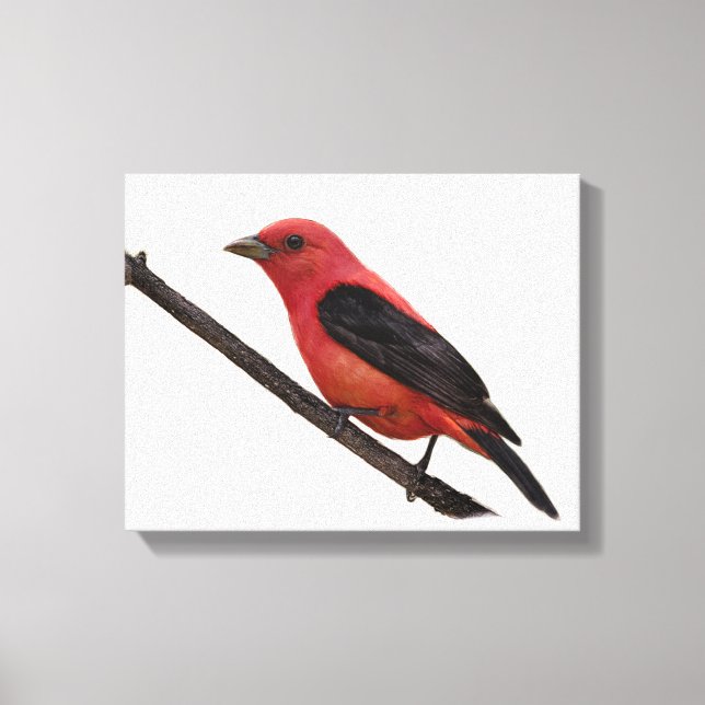 Scarlet Tanager on Branch Canvas Print (Front)