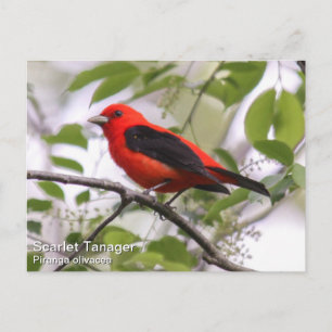 Scarlet Tanager Postcard