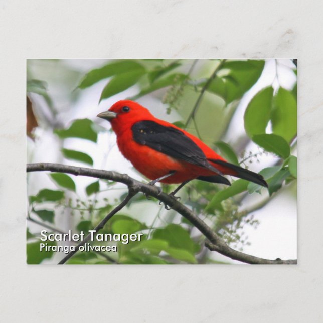 Scarlet Tanager Postcard (Front)