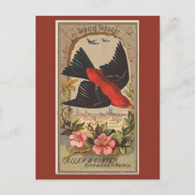 Scarlet Tanager Postcard (Front)