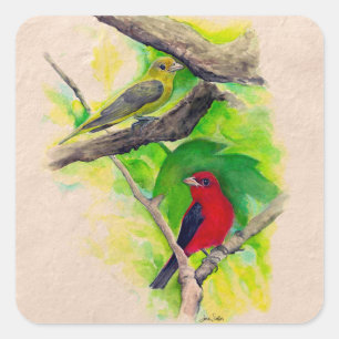 Scarlet Tanagers Painting Square Sticker