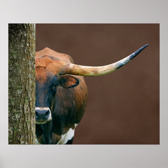 Scarlet - Texas Longhorn Poster de la vache (Devant)