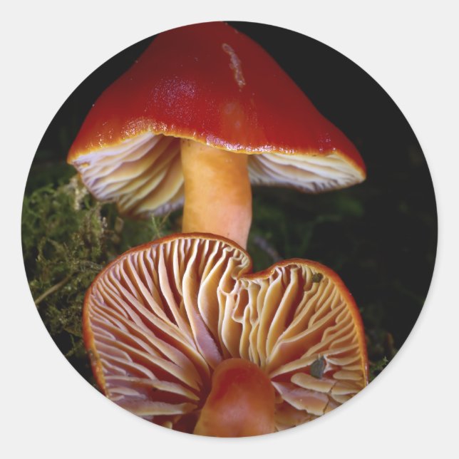 Scarlet Waxcap Mushroom Classic Round Sticker (Front)