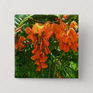 Scarlet Wisteria (Sesbania punicea) OBX Button