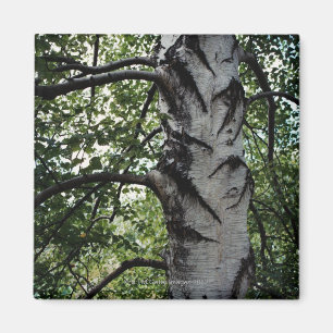 Scarred trunk of beech tree magnet