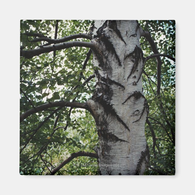 Scarred trunk of beech tree magnet (Front)