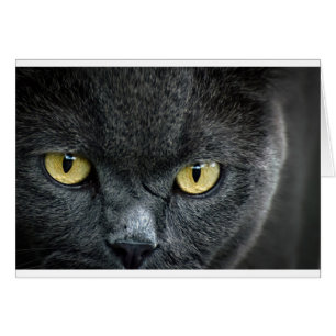 Scary Cat Eyes