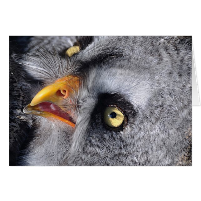 Scary eye (Front Horizontal)