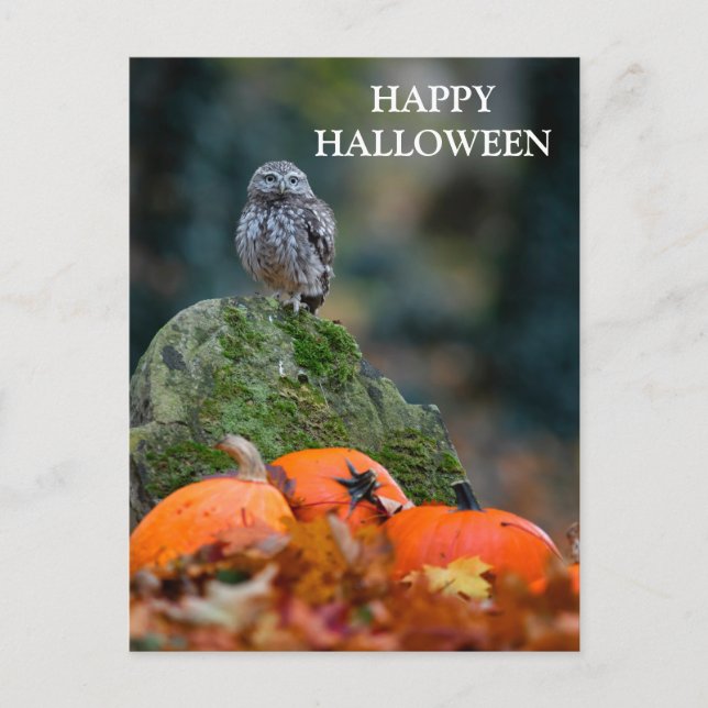 Scary Halloween Night with Witch Owl Bats Postcard (Front)