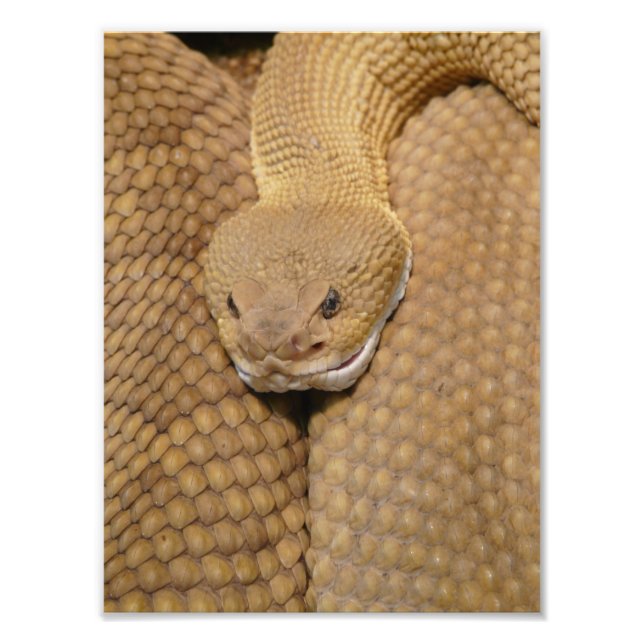 Scary Rattlesnake Photo Print (Front)