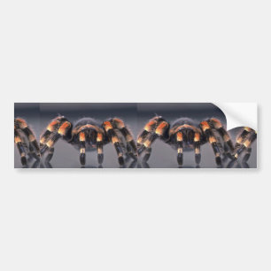 Scary Tarantula spider Bumper Sticker