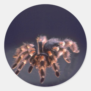Scary Tarantula spider Classic Round Sticker