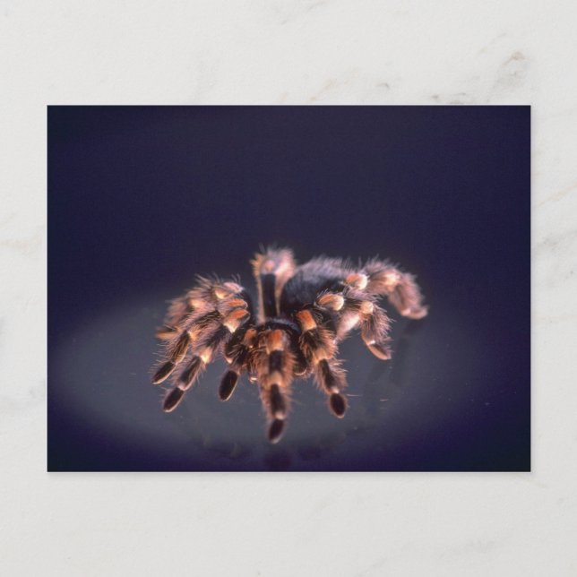 Scary Tarantula spider Postcard (Front)