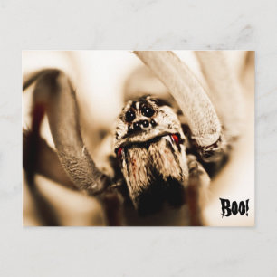 Scary Wolf Spider Postcard