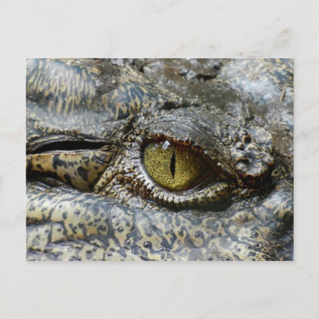 Scary Yellow Eye of Crocodile Postcard (Front)