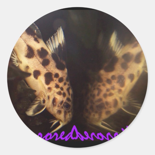 Scatfish Synodontis en miroir autocollant (Devant)