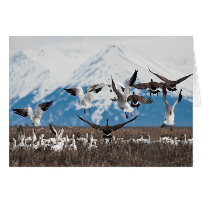 Scattering Geese (Front Horizontal)