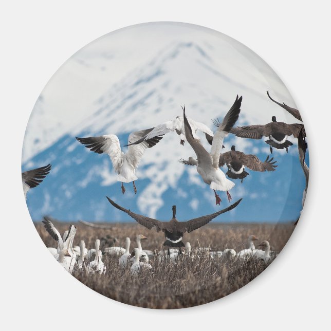 Scattering Geese Magnet (Front)