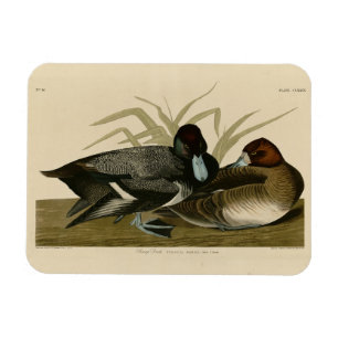 Scaup Duck (Lesser Scaup) Audubon Birds of America Magnet