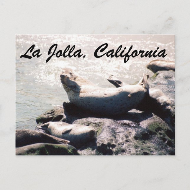 Sceau en La Jolla California Photo Carte Postale (Devant)