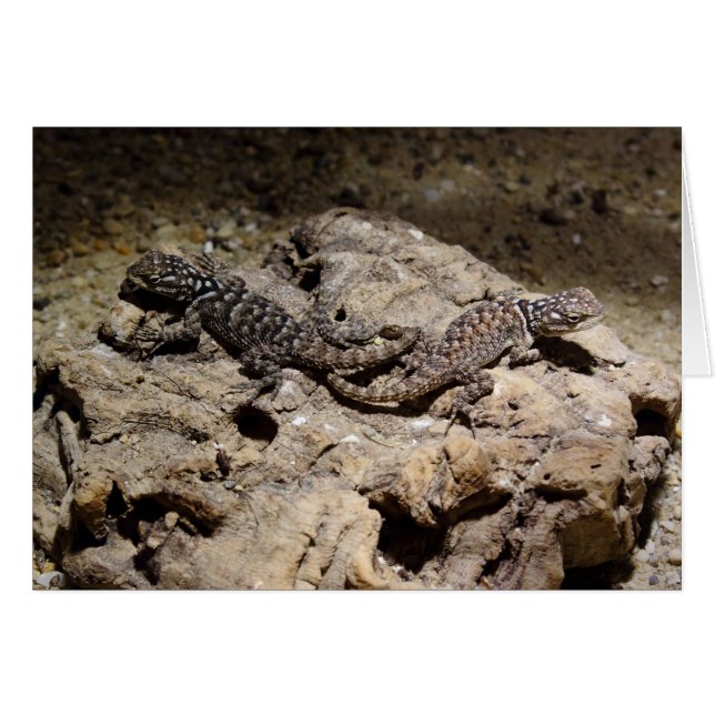 Sceloporus cyanogenys (Devant Horizontal)