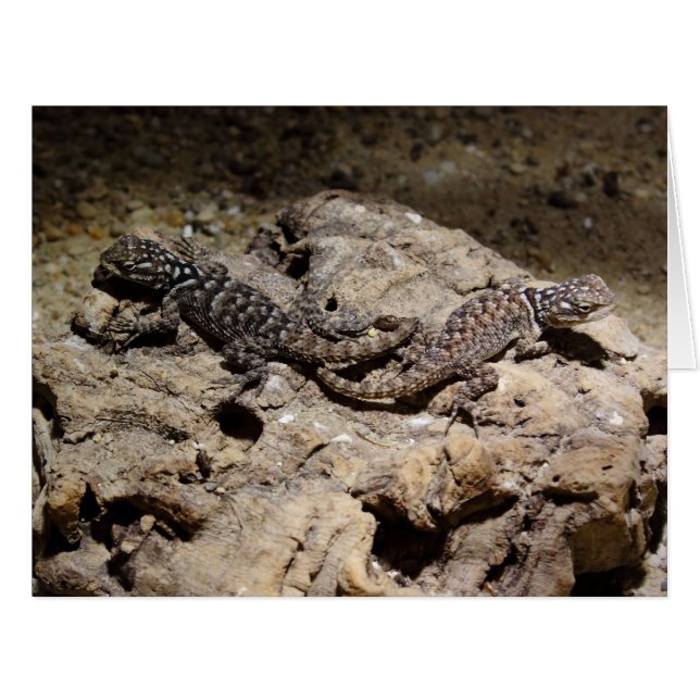 Sceloporus cyanogenys (Front Horizontal)