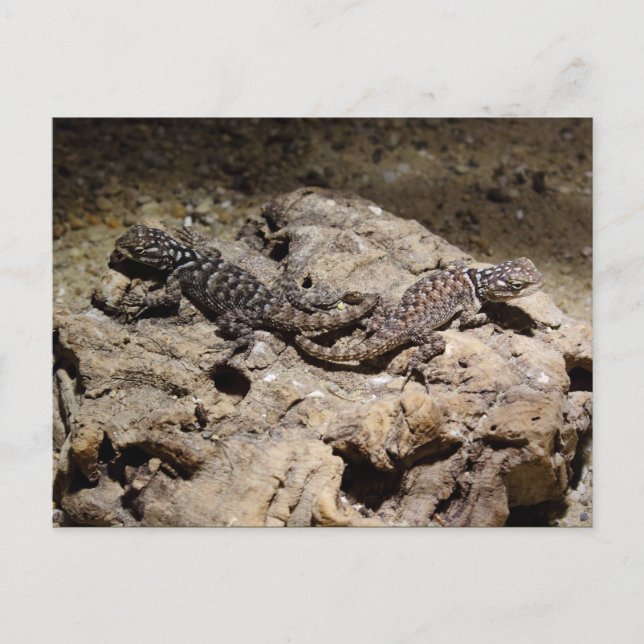Sceloporus cyanogenys postcard (Front)