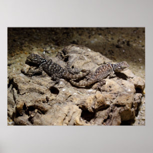 Sceloporus cyanogenys poster