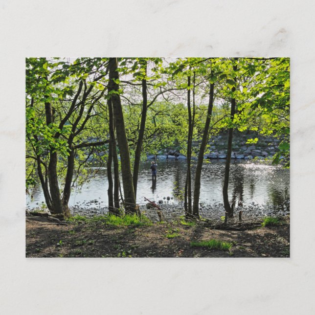 Scène De Bois. Blackweir Woods, carte postale Card (Devant)