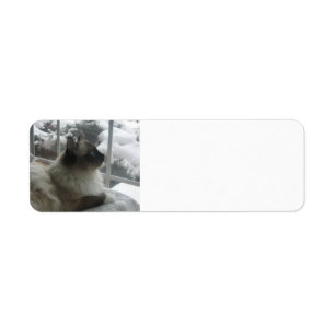 Scène de l'Himalaya de Noël de neige de Kitty de