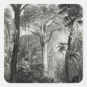 Scene in a Brazilian Forest engraved by Square Sticker