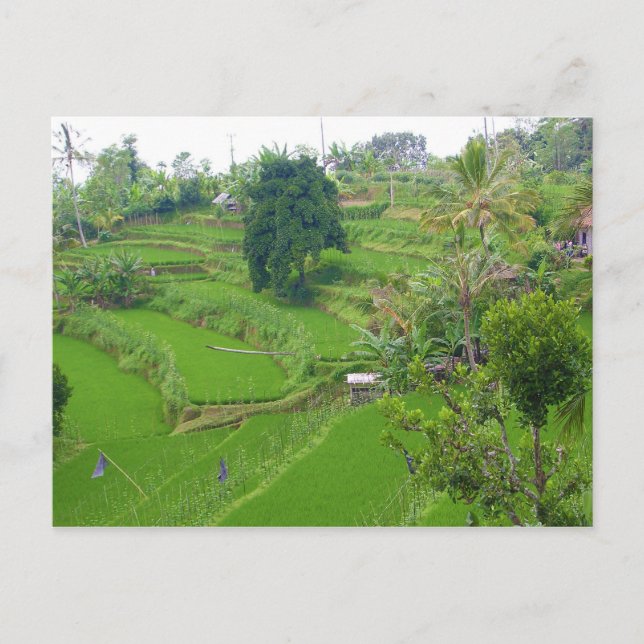 Scene of Bali Postcard (Front)