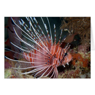 scènes aquatiques poissons-lionnes
