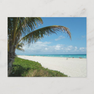 Scenic Beach, Side Palm Branch Postcard