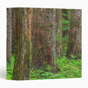 Scenic of old growth forest binder